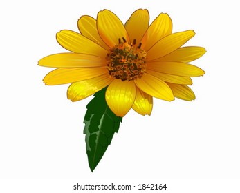 Yellow camomile.Drawing.
