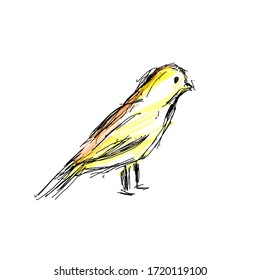 Yellow Canary Bird Vector Hand Draw.