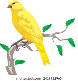 Yellow Canary  bird, wild life animal. Vector