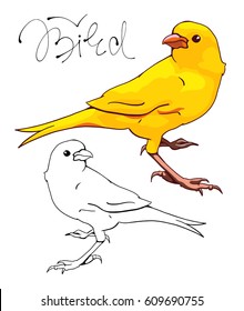 The yellow Canary.  Monochrome and color version. Hand-drawn illustration. Vector