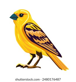 The yellow canary is standing.Vector illustration isolated on white.