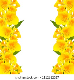 Yellow Canna indica Border - Canna lily, Indian Shot. Isolated on White Background. Vector Illustration.