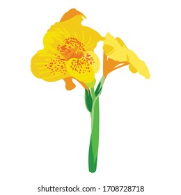 Yellow Canna indica, Canna lily, illustration flower of father's day.