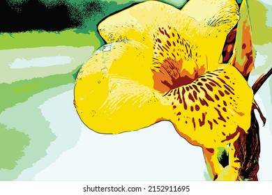 Yellow Canna indica, Canna lily, illustration flower of father's day.