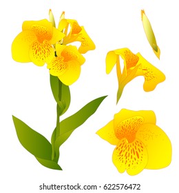 Yellow Canna indica - Canna lily, Indian Shot. Isolated on White Background. Vector Illustration.