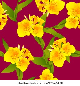 Yellow Canna indica - Canna lily, Indian Shot on Margenta Background. Vector Illustration.