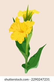 Yellow Canna Lily Flower Vector, Tropical Flower, Flower Cartoon