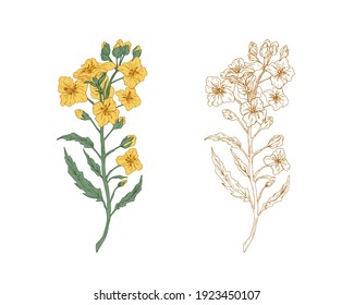 Yellow canola flowers and sketch of rapeseed sprig. Two branches of rape plants with colza or mustard buds. Drawn contoured floral elements. Botanical vector illustration isolated on white background