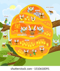 Yellow cartoon beehive on tree branch and honey bee family. Internal structure of beehive