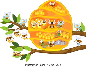 Yellow cartoon beehive on tree branch and honey bee family isolated on white background. Internal structure of beehive