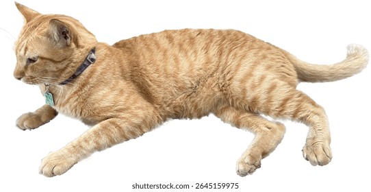 Yellow Cat with Rabies vaccinated tag necklace is laying down. An adorable orange tabby cat with distinctive striped fur lies relaxed against a clean white background