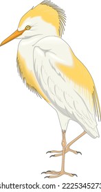 Yellow Cattle Egret Vector Illustration