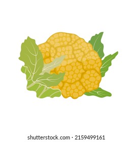 Yellow cauliflower, flat style vector illustration isolated on white background