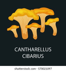 yellow chanterelle or cantharellus cibarius isolated, Wild Foraged Mushroom, Vector  edible natural mushrooms in nature set, organic vegetable food collection