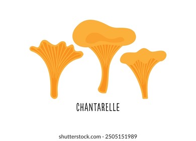 Yellow chanterelle mushrooms, vector illustration.