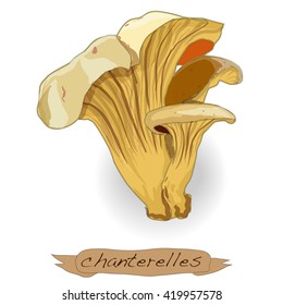 Yellow chanterelle vector isolated on white background