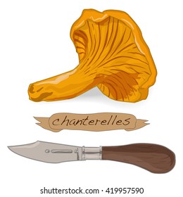Yellow chanterelle vector isolated on white background