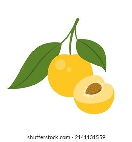 Yellow cherry plum whole fruit and half sliced isolated on white background. Prunus cerasifera, myrobalan or mirabelle plum icon for package design. Vector illustration of exotic fruits in flat style.