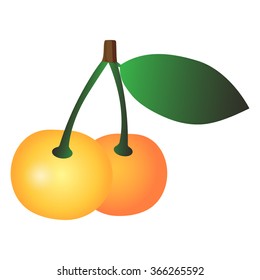 Yellow cherry. Vector illustration.