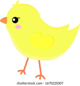 Yellow chick, illustration, vector on white background.