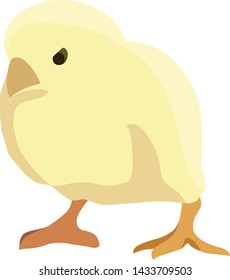 yellow chick realistic vector illustration