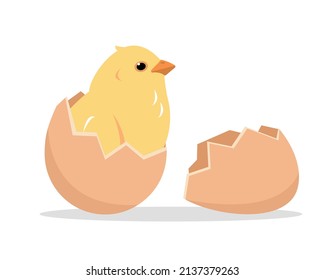 Yellow chicken baby in half of cracked egg. Newborn little cute chick, small bird hatching from egg. Farm or Easter concept vector illustration isolated on white background.