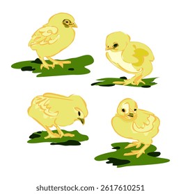 Yellow chicken, little chick set. Sweet and adorable baby chick. A colorful and funny bird.