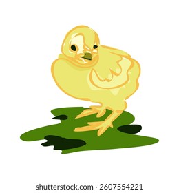 Yellow chicken, little chick. Sweet and adorable baby chick. A colorful and funny bird.