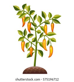 Yellow Chili Pepper. Spicy vegetables on tree. Plant cultivation. Vector illustration