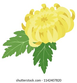 a yellow chrysanthemum