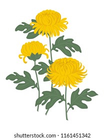 Yellow chrysanthemums with green leaves on a white background. Autumn flowers. Vector illustration