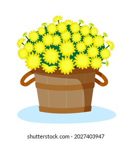 Yellow chrysanthemums in a wooden basket. Аutumn flowers in a flowerpot