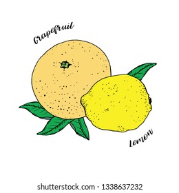 Yellow citrus fruits with green leaves isolated on white background. Grapefruit and lemon. Vector illustration, hand drawn in ink