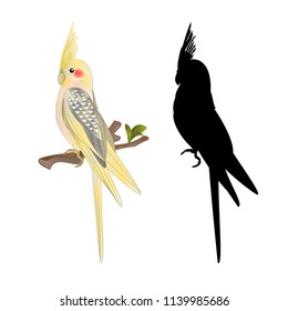 Yellow cockatiel cute tropical bird funny  parrot watercolor style on a white background vintage vector illustration editable hand draw