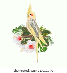 Yellow cockatiel cute tropical bird funny  parrot and white hibiscus watercolor style on a white background vintage vector illustration editable hand draw