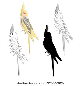 Yellow cockatiel cute tropical bird funny  parrot watercolor style silhouette of the outline on a white background vintage vector illustration editable hand draw