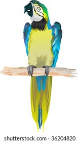 yellow cockatoo  isolated on white background, vector illustration