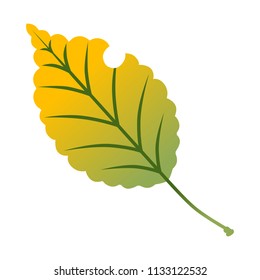 Yellow colored autumn leaf