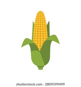 Yellow corn cob flat vector illustration isolated for fresh vegetable farm.