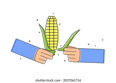 Yellow corn cob in human hand. He tears off a leaf of the plant with his fingers. Organic vegetable for eating. Flat illustration on white background. An image for the design of restaurants and cafes
