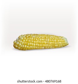 Yellow corn cob vector icon