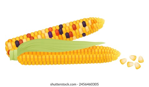 Yellow corn cobs with green leaf and sweet maize grains in pile vector illustration