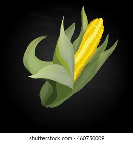 Yellow corn on the cobs and leaves isolated. Vector illustration.