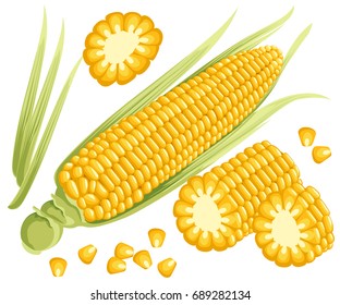 Yellow corn on the cobs, male inflorescence and leaves isolated vector illustration of sweet golden corn. Bunch of Corn. summer farm design elements Web site page and mobile app design.