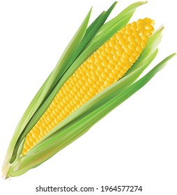 yellow corn vector art image