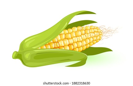 Yellow corn wrapped in green leaves. Vector nutritious veggie harvest from farm, organic and dietary product for vegetarians, sweet meal, agriculture idea isolated on white background