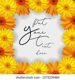 Yellow cosmos flower frame for text vector illustration