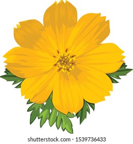 yellow cosmos flowers or sulfur cosmos flower 