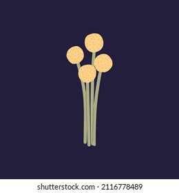 Yellow craspedia, dry flowers. Floral billy buttons on stems with pollen heads. Spring woollyheads blooms posy. Wild flora. Isolated botanical flat vector illustration
