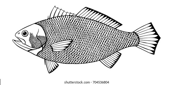 yellow croaker